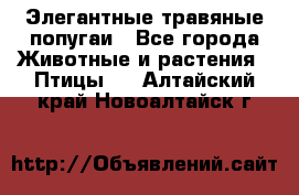 Элегантные травяные попугаи - Все города Животные и растения » Птицы   . Алтайский край,Новоалтайск г.